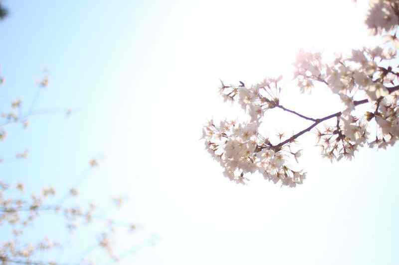 兵庫県「夙川」で桜を撮ろう！
