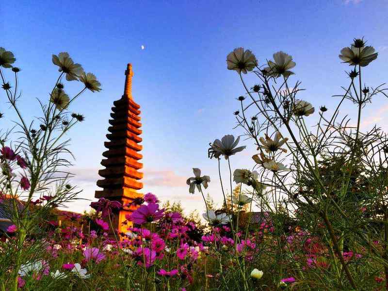 関西でコスモスを撮るなら？奈良・般若寺がオススメです！