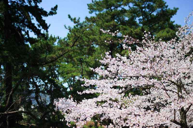 カメラ超初心者に贈る！(19)春だ！桜だ！撮り方を押さえておこう！（観光庁の中国向け記事になりました）