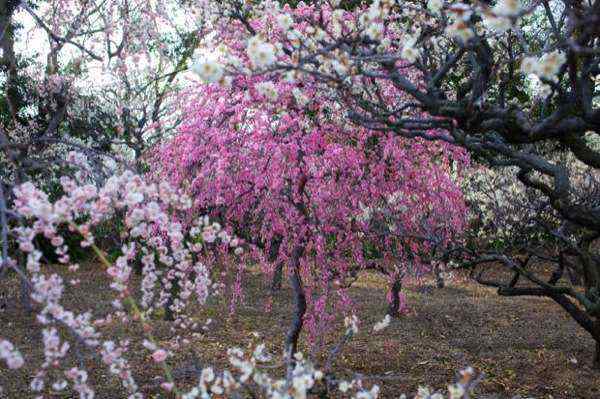 「道明寺天満宮」大阪の南、藤井寺で800本の梅を撮影する！